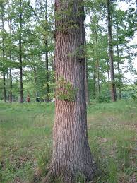 Attēlu rezultāti vaicājumam “Lycogala persicum sessile”