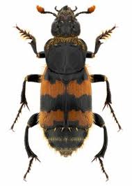 Attēlu rezultāti vaicājumam “Silphidae”