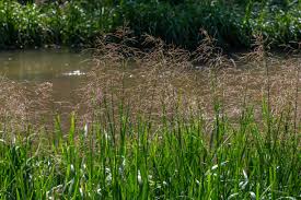 Attēlu rezultāti vaicājumam “Glyceria maxima fruit”