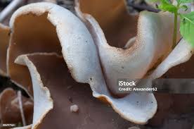 Attēlu rezultāti vaicājumam “Peziza repanda”