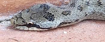 Attēlu rezultāti vaicājumam “Coronella austriaca adult”