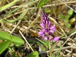 Attēlu rezultāti vaicājumam “Polygala comosa leaf”