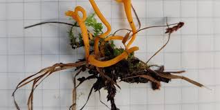 Attēlu rezultāti vaicājumam “Helodium blandowii sporophyte”