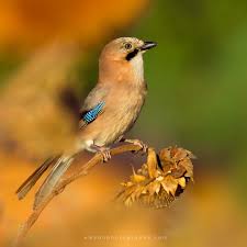 Attēlu rezultāti vaicājumam “Garrulus glandarius”