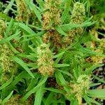 Attēlu rezultāti vaicājumam “Rumex maritimus fruit”