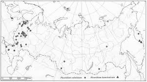 Attēlu rezultāti vaicājumam “Pleuridium subulatum sporophyte”
