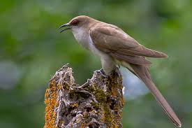 Image result for Coccyzus erythropthalmus