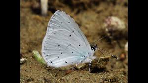 Attēlu rezultāti vaicājumam “Celastrina argiolus”