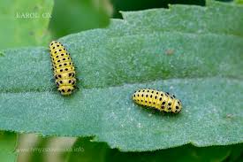 Attēlu rezultāti vaicājumam “Psyllobora vigintiduopunctata larva”