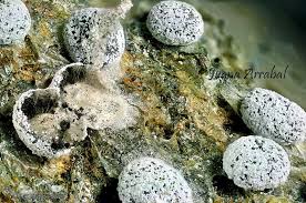 Attēlu rezultāti vaicājumam “Didymium nigripes”