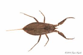 Attēlu rezultāti vaicājumam “Nepa cinerea”