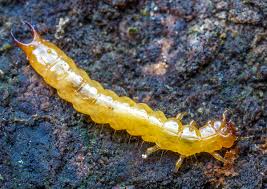 Attēlu rezultāti vaicājumam “Schizotus pectinicornis larva”