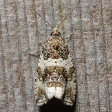 Attēlu rezultāti vaicājumam “Orthotaenia undulana”