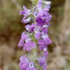 Attēlu rezultāti vaicājumam “Campanulaceae”