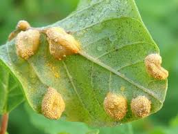 Attēlu rezultāti vaicājumam “Puccinia coronata”