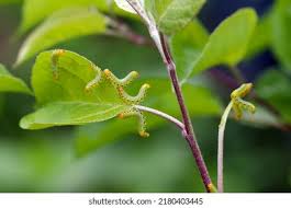 Attēlu rezultāti vaicājumam “Pristiphora maesta”