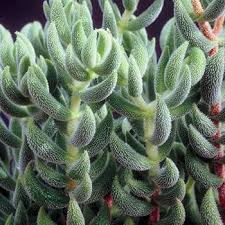 Attēlu rezultāti vaicājumam “Diderma montanum macro”