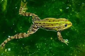 Attēlu rezultāti vaicājumam “Pelophylax”
