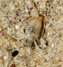 Attēlu rezultāti vaicājumam “Talitrus saltator”