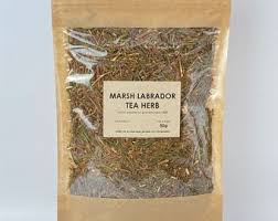 Attēlu rezultāti vaicājumam “Ledum palustre leaf”