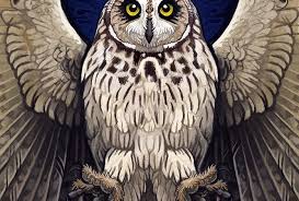 Attēlu rezultāti vaicājumam “Strigiformes”