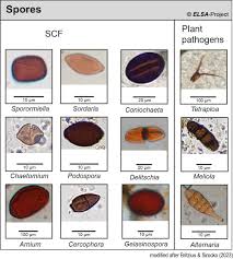 Attēlu rezultāti vaicājumam “Ochropsora ariae spores”