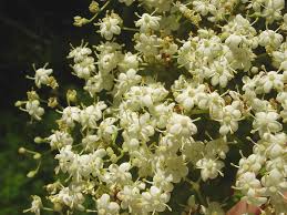 Attēlu rezultāti vaicājumam “Sambucus nigra flower”