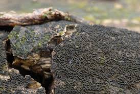 Attēlu rezultāti vaicājumam “Anthostoma decipiens”