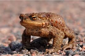 Attēlu rezultāti vaicājumam “Bufo bufo juvenile”