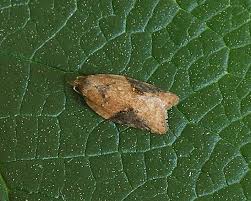 Attēlu rezultāti vaicājumam “Acleris laterana”