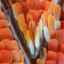 Attēlu rezultāti vaicājumam “Vanessa atalanta underside”