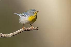 Image result for Parula americana
