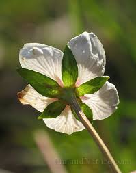 Attēlu rezultāti vaicājumam “Parnassiaceae”