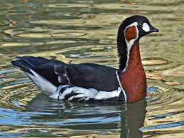 Image result for Branta ruficollis