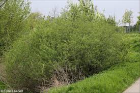 Attēlu rezultāti vaicājumam “Salix triandra”