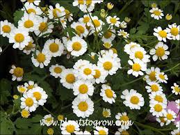 Image result for Tanacetum parthenium 'Tetraweiss'