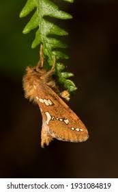 Attēlu rezultāti vaicājumam “Phymatopus hecta”