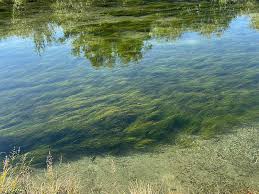 Attēlu rezultāti vaicājumam “Stuckenia pectinata leaf”