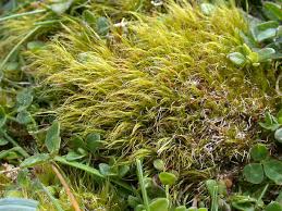 Attēlu rezultāti vaicājumam “Distichium capillaceum”