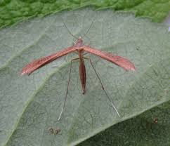 Attēlu rezultāti vaicājumam “Stenoptilia pterodactyla”