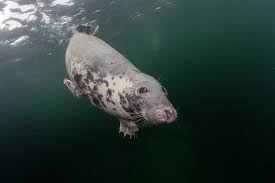 Attēlu rezultāti vaicājumam “Halichoerus grypus”