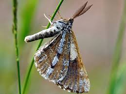 Attēlu rezultāti vaicājumam “Bupalus piniaria male”