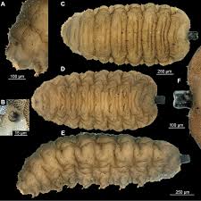 Attēlu rezultāti vaicājumam “Volucella bombylans”