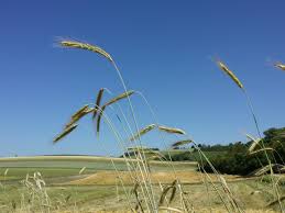 Image result for Secale cereale