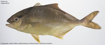 Image result for Seriola rivoliana