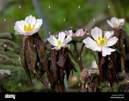 Attēlu rezultāti vaicājumam “Podophyllum hexandrum flower”