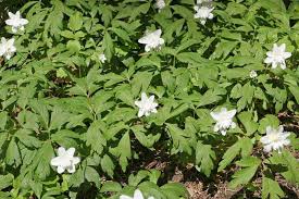 Attēlu rezultāti vaicājumam “Anemone nemorosa flower”