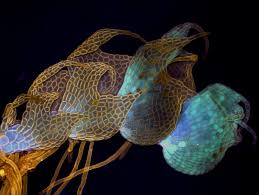 Attēlu rezultāti vaicājumam “Nowellia curvifolia”