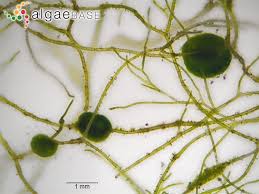 Attēlu rezultāti vaicājumam “Chaetophora pisiformis”