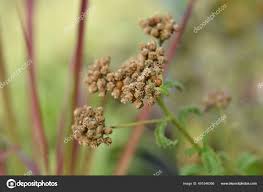 Attēlu rezultāti vaicājumam “Achillea millefolium bud”